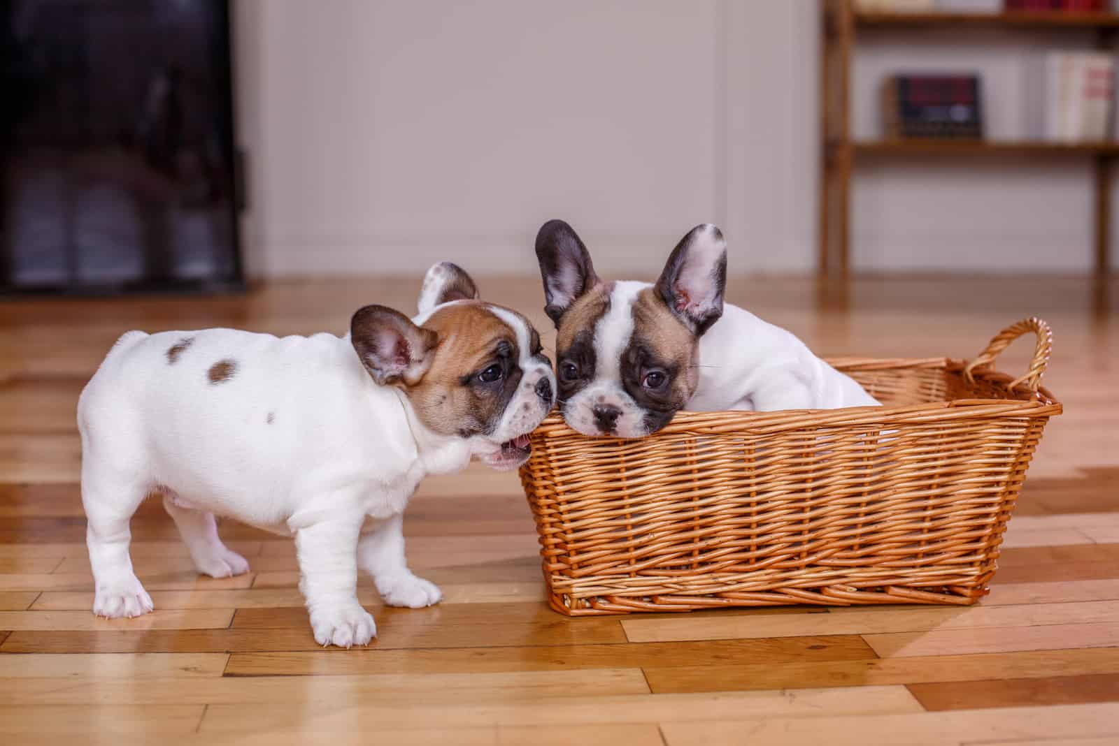 Image of FRENCH BULLDOG posted on 2022-03-13 14:06:50 from Hyderabad